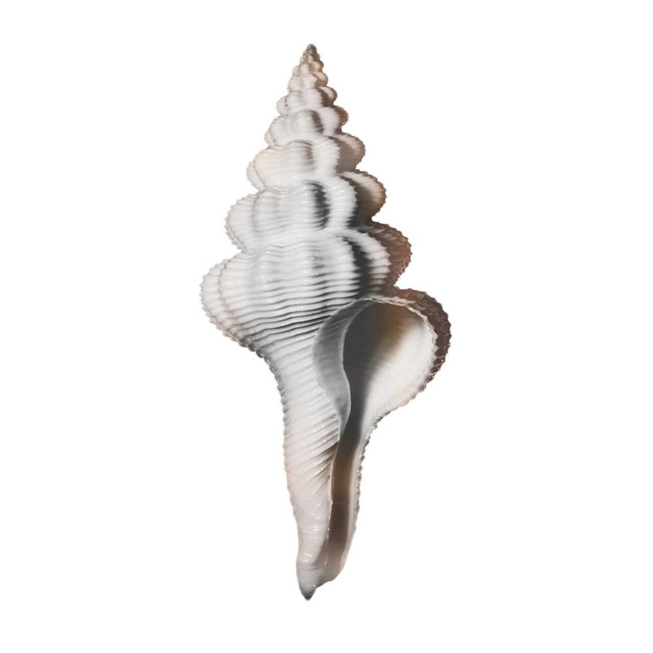 Calming Spiral Shell 2 by Marcus Prime - Item # VARPDXMPSQ425B